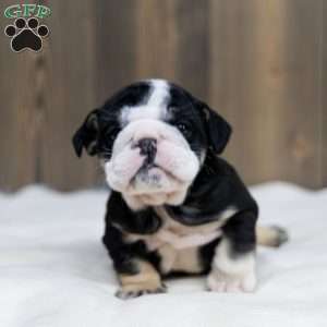 Inky Shadow, English Bulldog Puppy